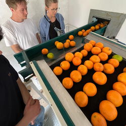 Ein Bild, dass eine Maschiene die Orangen sortiert zeigt. Von rechts unten kommen die Orangen an und werden nach hinten weiter transportiert.